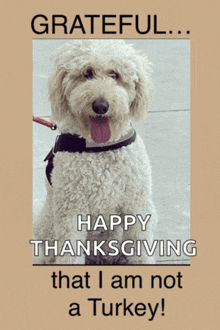 a picture of a dog with a caption that says grateful happy thanksgiving that i am not a turkey