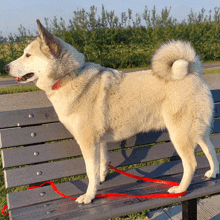 a dog standing on a park bench with a red leash attached to it