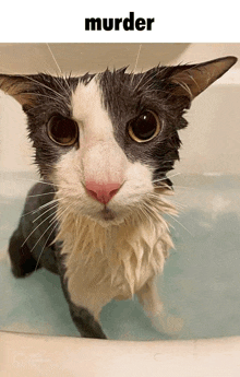 a black and white cat in a bathtub with the word murder underneath it