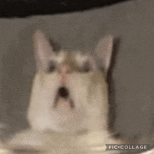 a close up of a cat with its mouth open and a surprised look on its face .