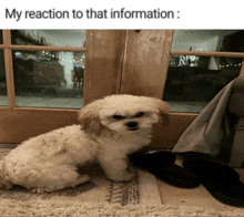 a small white dog is sitting on the floor next to a pair of slippers