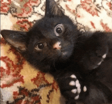 a black cat laying on its back on a rug