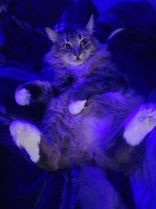 a cat is laying on its back with purple lights behind it