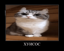 a gray and white cat is sitting on a wooden staircase and looking at the camera