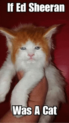 a cat is being held in someone 's hand with a caption saying if ed sheeran was a cat