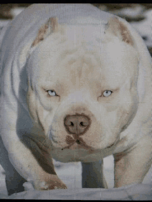 a close up of a white dog with blue eyes standing in the snow