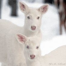 two white deer standing next to each other with the words life in the northwoods on the bottom right