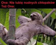 a picture of a sloth hanging from a tree branch with a caption in a foreign language