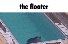 a seal is swimming in a pool with the words the floater above it