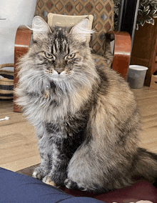 a fluffy cat sitting on a couch with a chair in the background