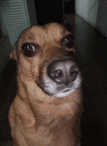 a close up of a brown dog 's face looking up