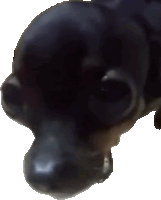 a close up of a black dog 's head with a white background