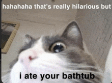 a picture of a cat with a caption that says ' i ate your bathtub '