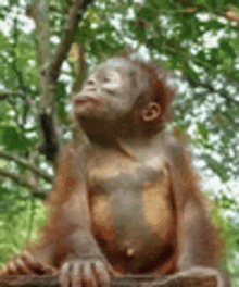 a baby orangutan is sitting on a tree branch with its eyes closed .