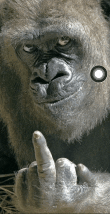 a close up of a gorilla giving the middle finger with a circle in the middle