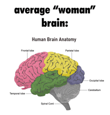 a diagram of a woman 's brain showing the average woman 's brain anatomy