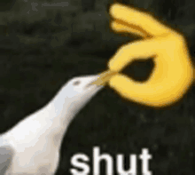 a seagull is holding a yellow finger in its beak and says shut .