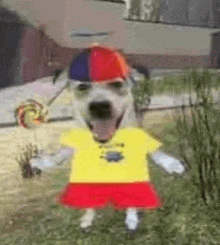 a dog wearing a yellow shirt , red shorts , and a hat is holding a lollipop .