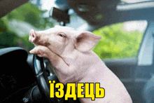 a pig is sitting in the driver 's seat of a car with the word izdech in yellow letters