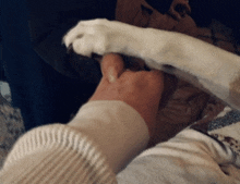 a person petting a dog 's paw while wearing a sweater