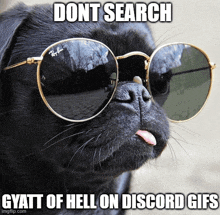 a pug wearing ray-ban sunglasses with a caption that says " dont search gyatt of hell on discord gifs "