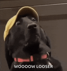 a black dog wearing a yellow hat with the words wooow looser written below it