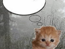 a kitten is looking out a window with a speech bubble above it .