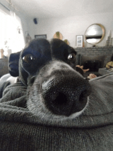 a close up of a dog 's nose with a blurred background