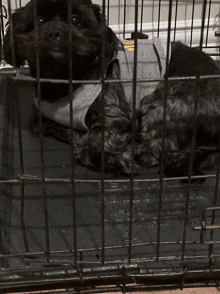 a black dog is laying in a cage with a shirt on