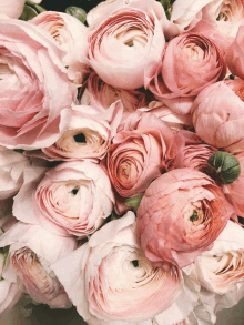 a close up of a bunch of pink flowers