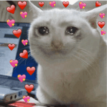 a white cat with hearts surrounding it 's face