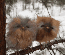 two fluffy owls are sitting on a tree branch with the words humberstone marina written on the bottom