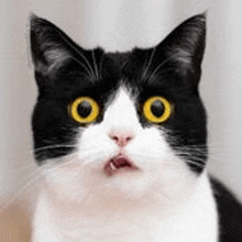 a black and white cat with yellow eyes and a surprised look on its face .