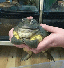 a person is holding a frog in their hands and it looks like a turtle