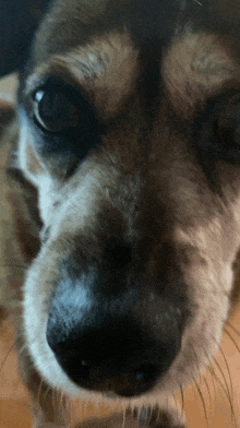 a close up of a dog 's face with a blurred background