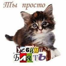 a kitten is sitting next to a sign that says `` ты просто '' in a foreign language .