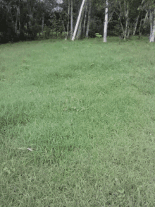 a grassy field with trees in the background