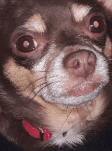 a close up of a chihuahua with a red collar on