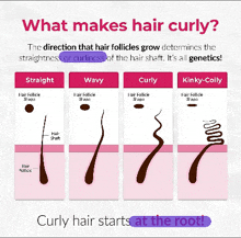 a poster explaining what makes hair curly including straight wavy curly kinky-coily and curly hair starts at the root