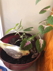 a small bird is sitting in a red bowl next to a plant