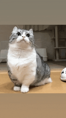 a gray and white cat is sitting on the floor and looking up