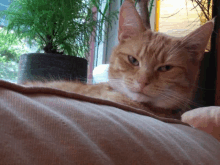 a cat is laying on a couch in front of a window