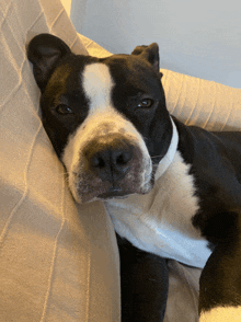 a black and white dog is laying on a pillow