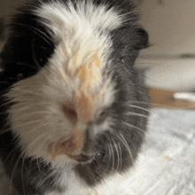 a black and white guinea pig with a yellow spot on its face