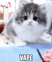 a gray and white kitten is sitting on a blue blanket with the word vape above it