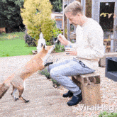 a man is sitting on a bench feeding a fox and the fox is reaching for the man 's food