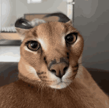 a close up of a cat 's face with horns