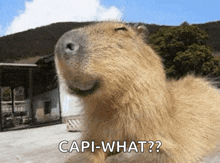 a close up of a capybara with the caption " capi-what " on the bottom