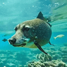 a shark that looks like a dog swimming in the ocean