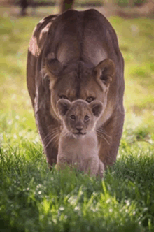 a lioness and her cub are standing in the grass together